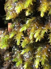 Hygrohypnum