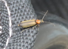 Ischnomera discolor