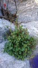 Scrophularia heterophylla