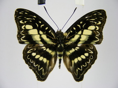 Euptera elabontas elabontas