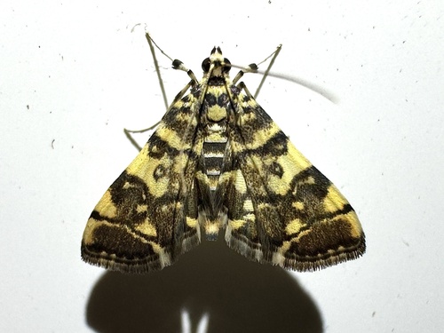 Checkered Apogeshna Moth photo 6
