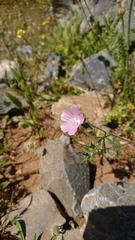 Malva cretica
