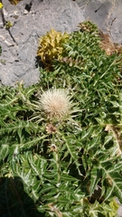 Cynara cornigera
