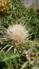 Cynara cornigera