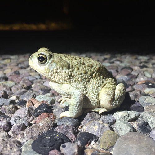 Texas Toad