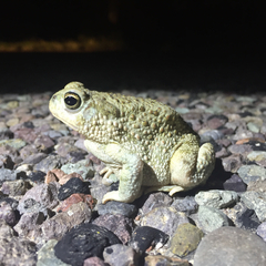 Texas Toad photo 5