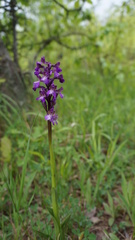 Anacamptis morio caucasica