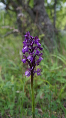 Anacamptis morio caucasica