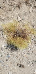 Chorizanthe brevicornu