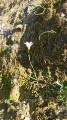 Gagea graeca
