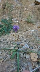 Muscari cycladicum