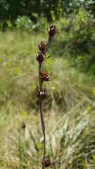 Pleea tenuifolia