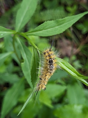 Yellow-based Tussock Moth photo 4