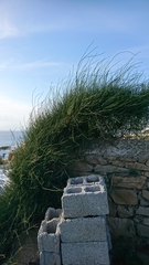 Ephedra foeminea