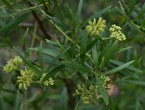Platysace valida observed 2024-02-29