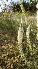 Reseda alba