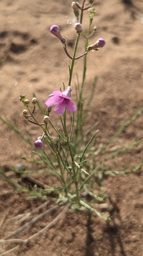 Image of Thurber's Beardtongue (Penstemon thurberi) by (c) Zoe O., some rights reserved (CC BY)