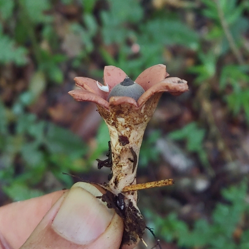 Myceliostroma