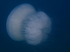 Rhopilema nomadica