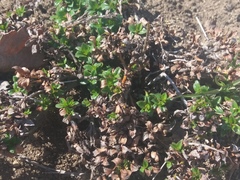 Salix tschuktschorum