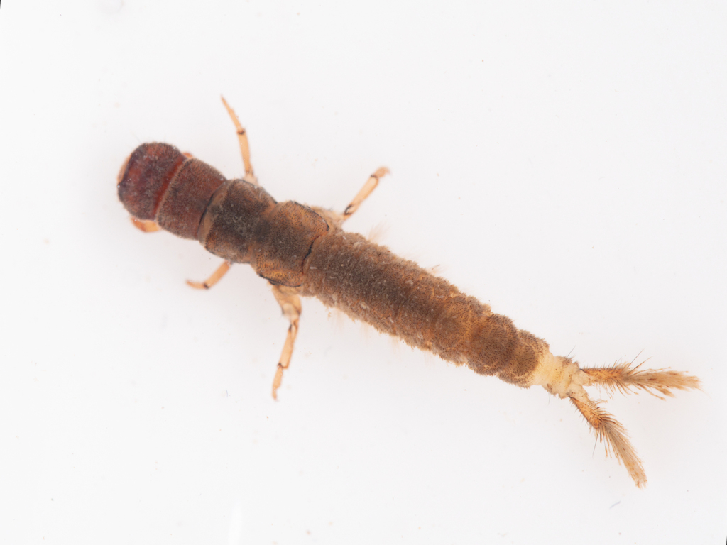 Hydropsyche fimbriata