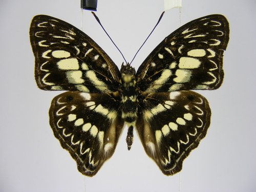 Euptera elabontas