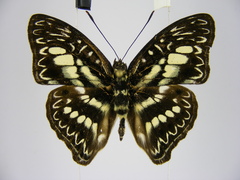 Euptera elabontas elabontas