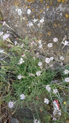 Silene paradoxa