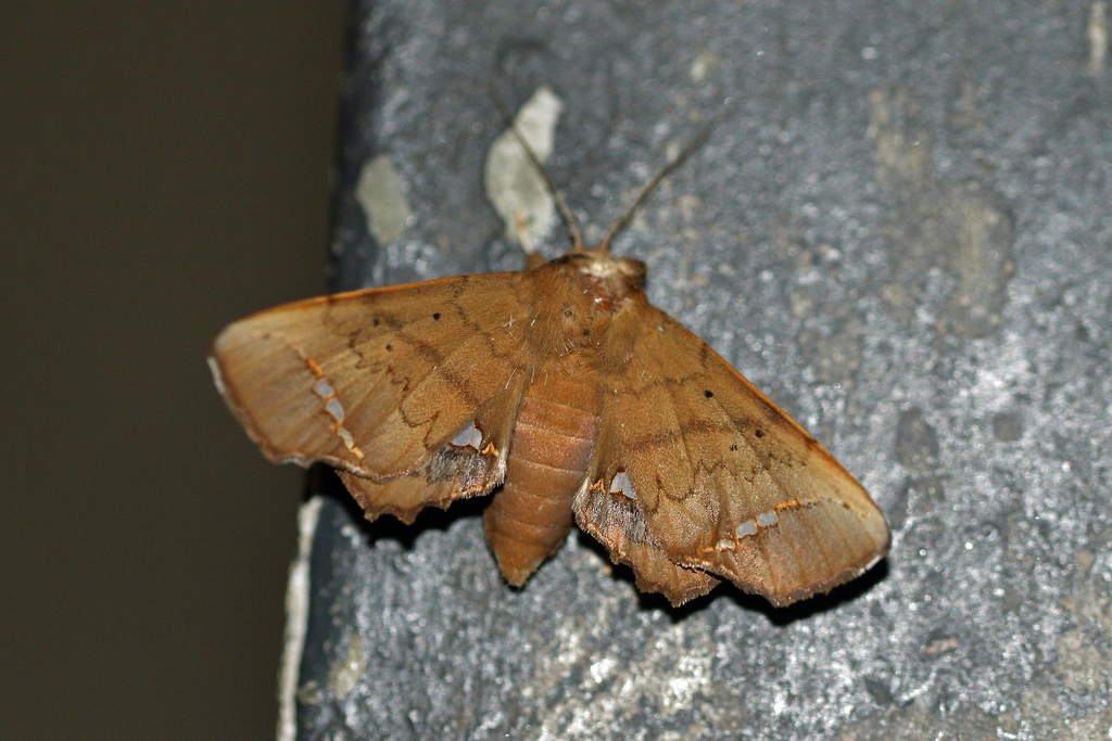 Episparis vitrea