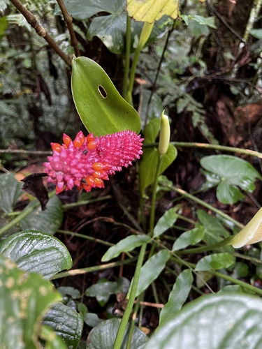 Foto de Antúrio