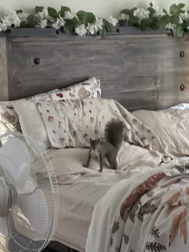 Eastern Gray Squirrel photographed in New York