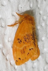 Euproctis punctifera