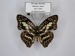 Euptera elabontas elabontas
