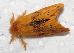 Euproctis punctifera