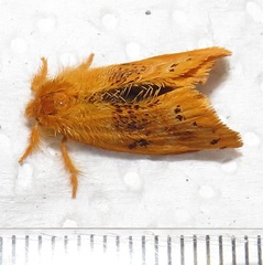 Euproctis punctifera