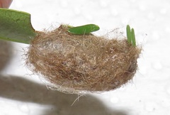 Euproctis punctifera