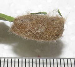 Euproctis punctifera