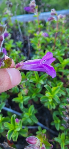 Image of Cardwell's Beardtongue (Penstemon cardwellii) by (c) Ben Meredyk, some rights reserved (CC BY)