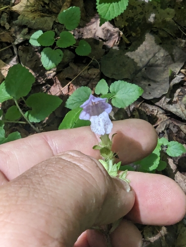 Image of Meehania cordata by (c) John Abrams, some rights reserved (CC BY)