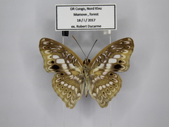 Euptera elabontas elabontas