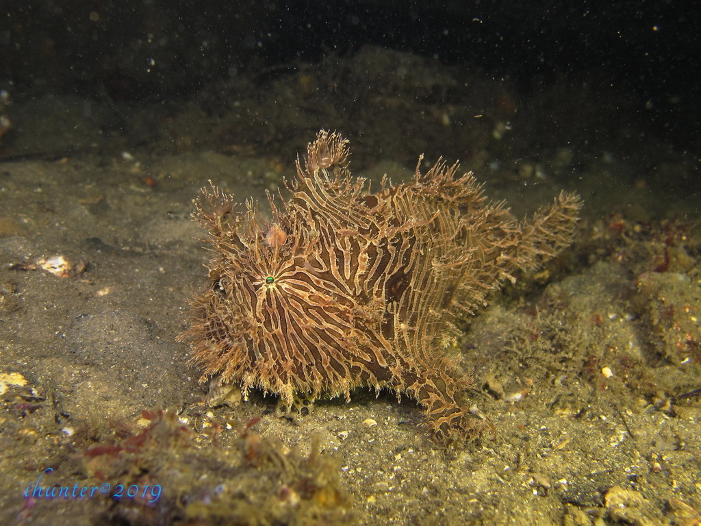 Striated frogfish (Antennarius striatus) — Antennariidae