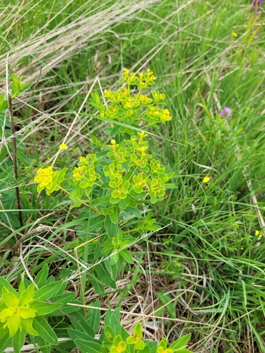 Euphorbia illirica, photograph 5