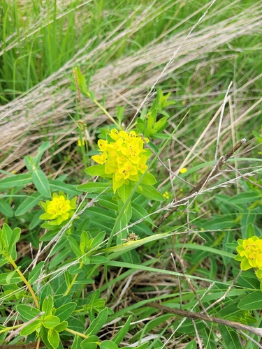 Euphorbia illirica, photograph 6