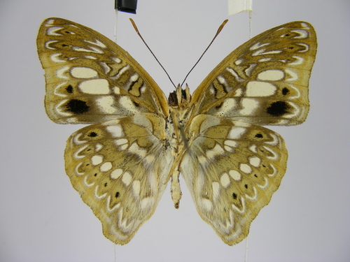 Euptera elabontas