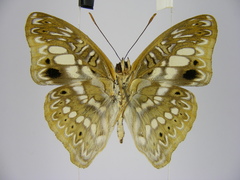 Euptera elabontas elabontas