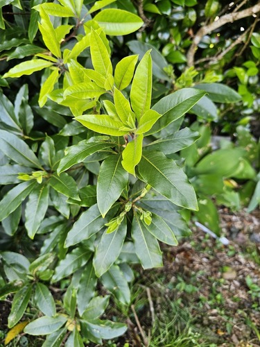 Pittosporum undulatum observed 2024-06-04