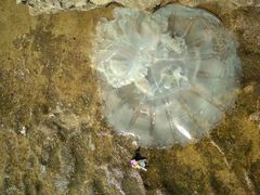 Rhopilema nomadica