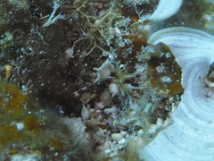 Calcarina spengleri