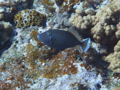 Sufflamen chrysopterum