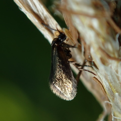 Micropterix calthella